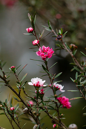 Haleakala-Botanical-Garden-full-res-print-ready-005