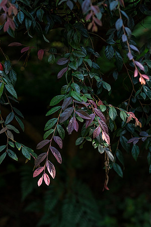 Kula-Botanical-Garden-full-res-print-ready-001